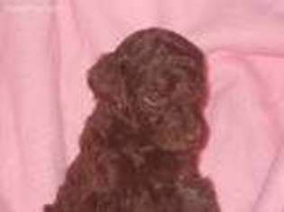 Mutt Puppy for sale in Mc Grath, MN, USA
