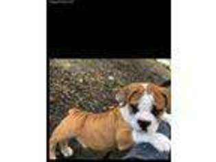 Olde English Bulldogge Puppy for sale in Aiken, SC, USA