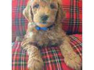 Goldendoodle Puppy for sale in New Lenox, IL, USA