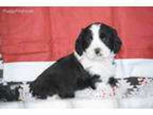 English Springer Spaniel Puppy for sale in Seymour, IA, USA