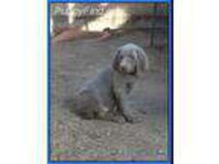 Weimaraner Puppy for sale in Scottsdale, AZ, USA