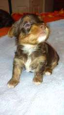 Mutt Puppy for sale in Oak Park, MI, USA