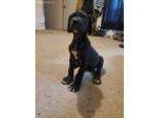 Great Dane Puppy for sale in Three Oaks, MI, USA