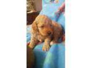 Goldendoodle Puppy for sale in Oxford, MI, USA