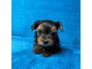 Yorkshire Terrier Puppy for sale in Stillwater, OK, USA