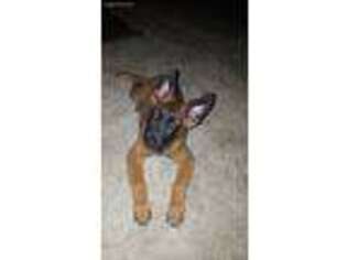 Belgian Malinois Puppy for sale in Ankeny, IA, USA