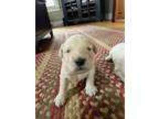 Goldendoodle Puppy for sale in Hill, NH, USA