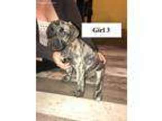 Mastiff Puppy for sale in Roscoe, IL, USA