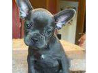 French Bulldog Puppy for sale in Stroudsburg, PA, USA