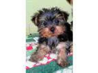 Yorkshire Terrier Puppy for sale in Fort Morgan, CO, USA