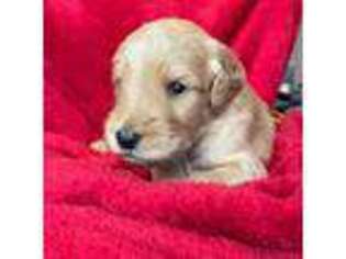 Goldendoodle Puppy for sale in Tucson, AZ, USA
