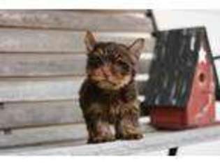 Yorkshire Terrier Puppy for sale in Somerville, TN, USA