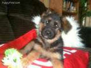 German Shepherd Dog Puppy for sale in Milford, IN, USA