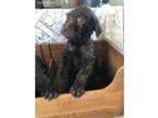 Labradoodle Puppy for sale in Simla, CO, USA