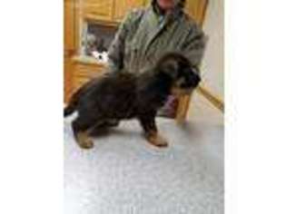German Shepherd Dog Puppy for sale in Broken Arrow, OK, USA