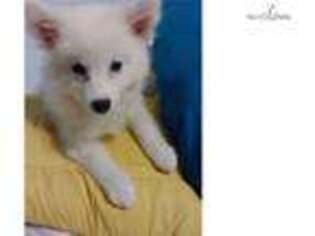 American Eskimo Dog Puppy for sale in Fort Hood, TX, USA