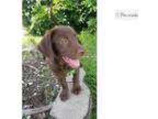 Labrador Retriever Puppy for sale in Daytona Beach, FL, USA