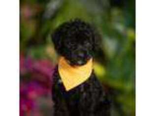 Schnoodle (Standard) Puppy for sale in Colorado Springs, CO, USA