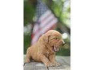 Goldendoodle Puppy for sale in Tracy, MN, USA