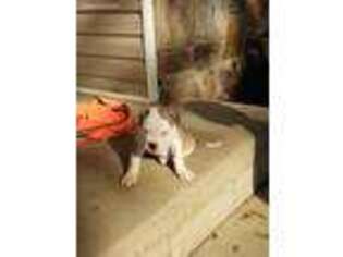 American Bulldog Puppy for sale in Anniston, AL, USA