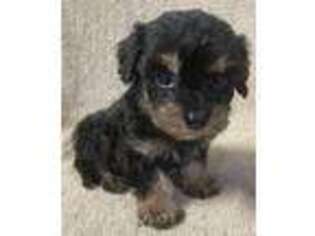 Cavapoo Puppy for sale in Clinton, NC, USA