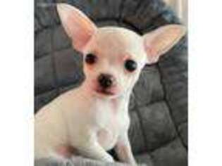 Chihuahua Puppy for sale in Broken Arrow, OK, USA