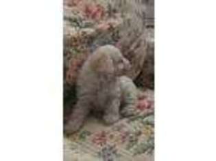 Mutt Puppy for sale in Durango, CO, USA