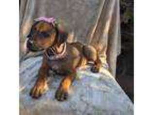 Rhodesian Ridgeback Puppy for sale in San Jose, CA, USA