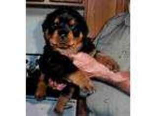 Rottweiler Puppy for sale in Lyle, WA, USA