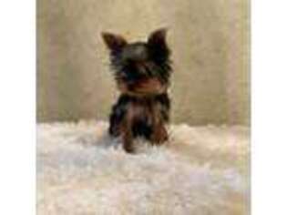 Yorkshire Terrier Puppy for sale in Apache, OK, USA