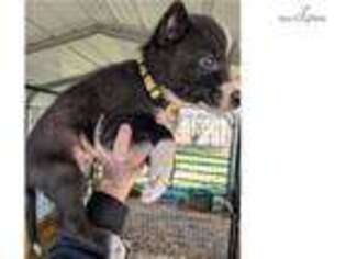 Wolf Hybrid Puppy for sale in Lexington, KY, USA