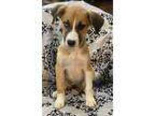 Mutt Puppy for sale in Nashua, NH, USA