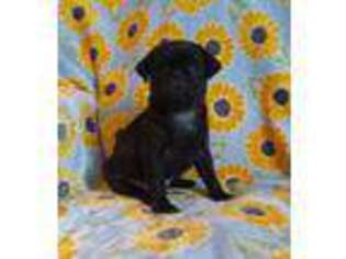 Pug Puppy for sale in Frederick, MD, USA