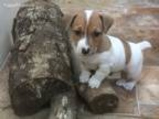 Jack Russell Terrier Puppy for sale in Glasgow, KY, USA