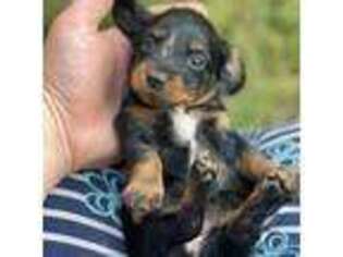 Dachshund Puppy for sale in Penn Yan, NY, USA