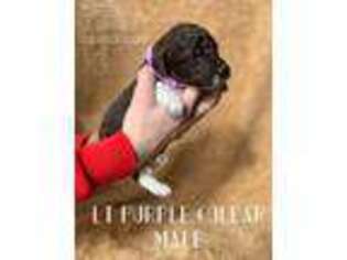 Labradoodle Puppy for sale in Albertville, AL, USA