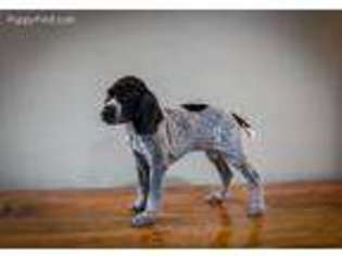 German Shorthaired Pointer Puppy for sale in Burton, MI, USA