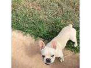 French Bulldog Puppy for sale in Cache, OK, USA