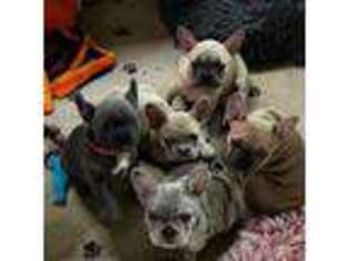 French Bulldog Puppy for sale in Wenonah, NJ, USA