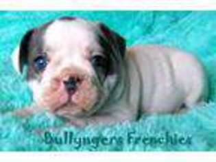 French Bulldog Puppy for sale in Stony Brook, NY, USA
