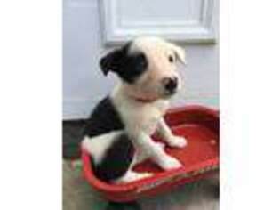 Border Collie Puppy for sale in Cedar Lake, IN, USA