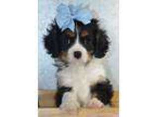 Cavalier King Charles Spaniel Puppy for sale in Arab, AL, USA