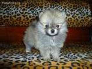 Pomeranian Puppy for sale in Hemet, CA, USA