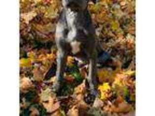 Great Dane Puppy for sale in Burbank, OH, USA