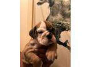 Bulldog Puppy for sale in Richland, TX, USA