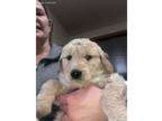 Goldendoodle Puppy for sale in Osceola, IN, USA
