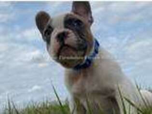 French Bulldog Puppy for sale in Sealy, TX, USA