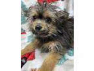 Chorkie Puppy for sale in Waynesboro, GA, USA