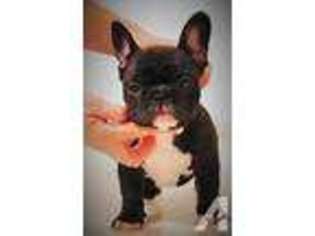 Mutt Puppy for sale in CEDAR PARK, TX, USA