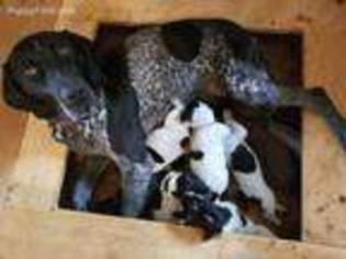 German Shorthaired Pointer Puppy for sale in Andover, MA, USA